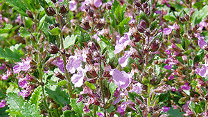 Teucrium lucidrys