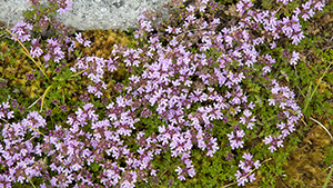 Thymus serpyllum