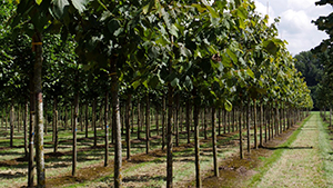 Tilia americana