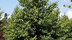 Tilia cordata