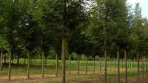 Tilia cordata 'Rancho'