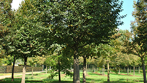 Tilia cordata 'Roelvo'