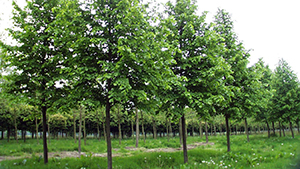 Tilia europaea