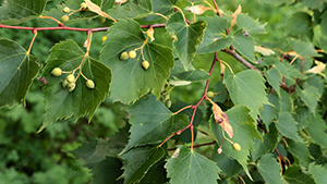Tak van de Tilia mongolica 'Buda'