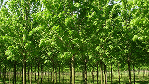 Tilia platyphyllos