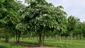 Tilia tomentosa