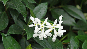 Trachelospermum jasminoides