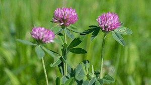 Trifolium pratense