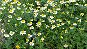 Tripleurospermum maritimum