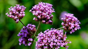 Verbena officinalis