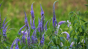 Veronica longifolia