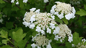 Viburnum opulus