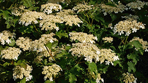 Viburnum opulus 'Compactum'