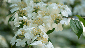 Viburnum plicatum 'Watanabe'