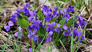 Viola odorata