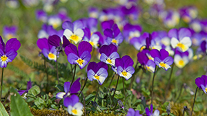 Viola tricolor