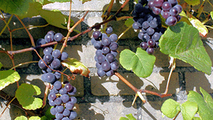 Vitis vinifera 'Boskoops glorie'