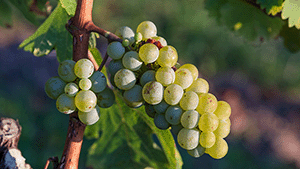 Vitis vinifera ‘Vroege Van der Laan’