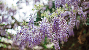 Wisteria sinensis ‘Prolific'